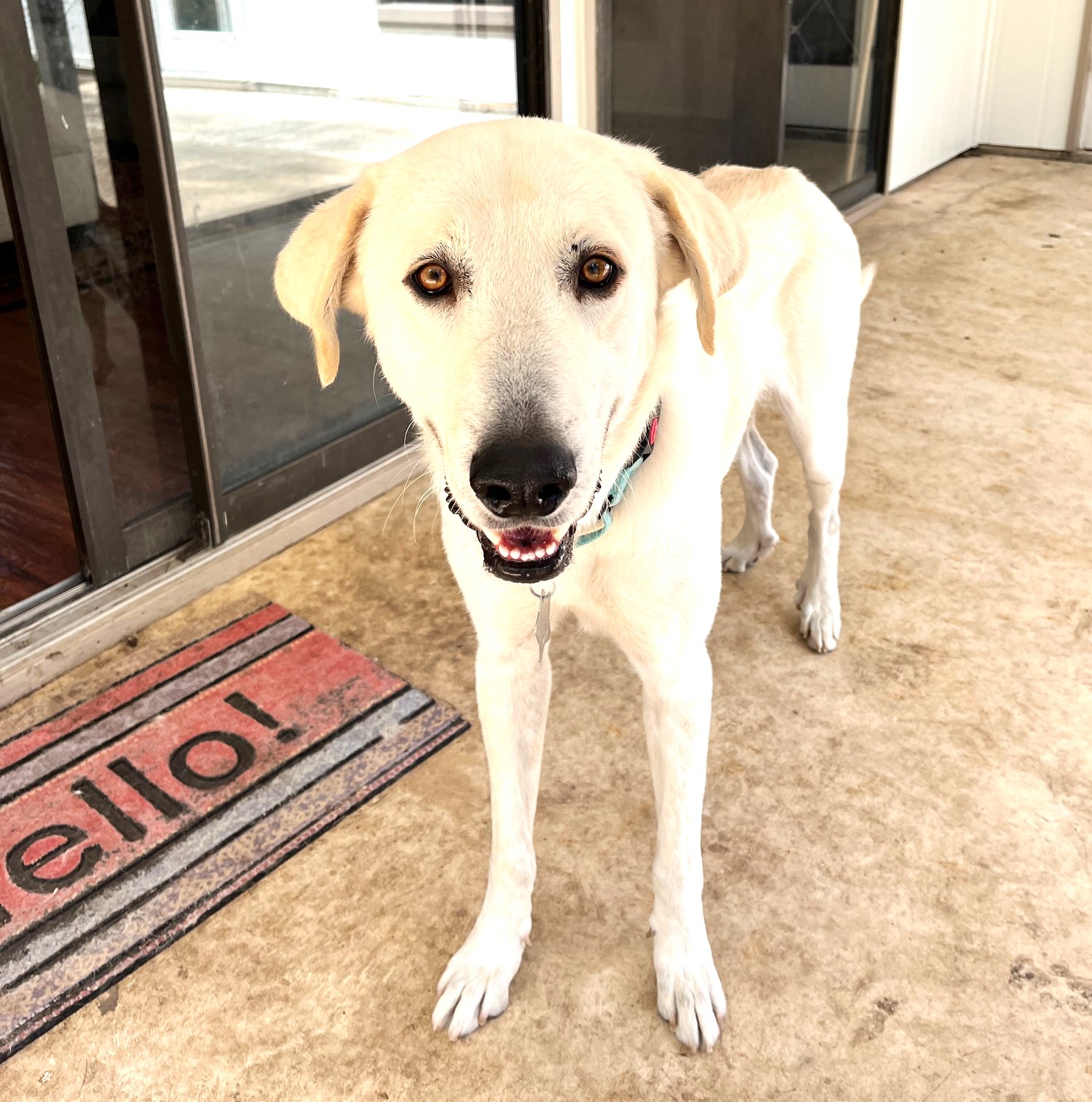 Jelly Roll, the Sweetest